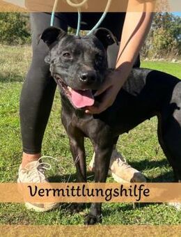 Menschenbezogene DINA sucht Zuhause❤️ - Saarbrücken