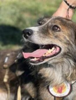 Sonnenschein Sole sucht ihre Menschen - München