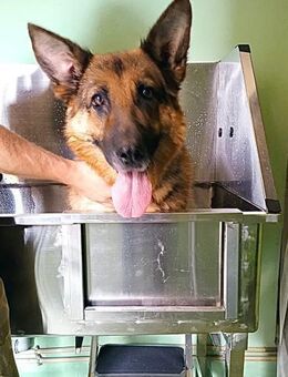 LIA - ein hartes Schicksal - Dänischenhagen