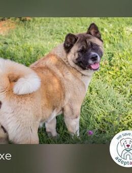 Hexe: Kämpferin mit großem Herzen - Kirchzell