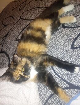 2 Katzen Schwestern - Albstadt