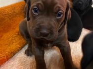 Bordeauxdogge/Cane Corso x Weimaraner mix Welpen - Scholen