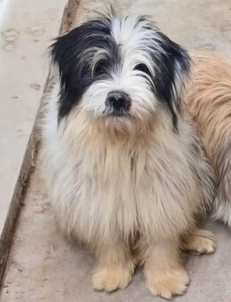 🌟 BURSUC sucht sein Zuhause! 🌟 - Ludwigshafen (Rhein)