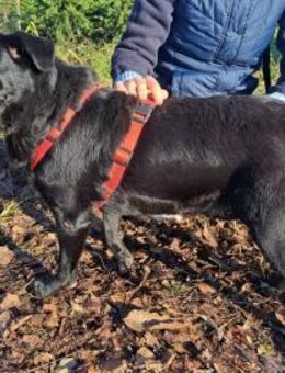 Schwarze Schönheit hier kommt Betta - Obertshausen