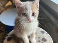 Katerchen Kitten in liebevolle Hände abzugeben - Burgpreppach