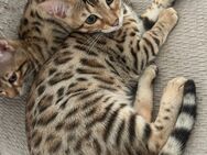 Bengal Kitten - Hamm