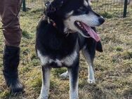 Nala sucht ihr Zuhause - Nordwalde