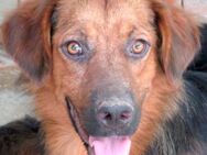 Novak -toller Hund, guter Charakter- - Oldenburg