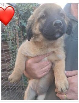 Holly sucht ein Zuhause - Olfen