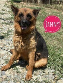 Fanny eine traurige Seele - Flörsheim-Dalsheim