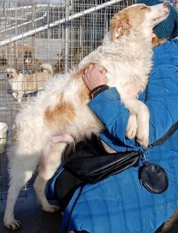 BUDDY -verschmust, verspielt, lebensfroh - Weilheim (Oberbayern)