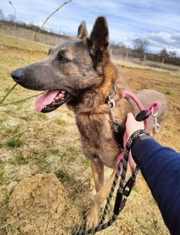 Wilma möchte zu ihrem Menschen - Steinhagen (Nordrhein-Westfalen)