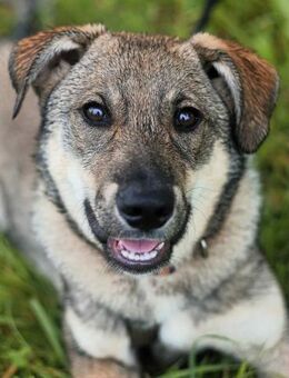 Tolle Vivien sucht liebevolles Zuhause - Duisburg