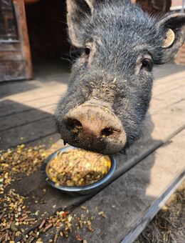 Teacup-Schweinchen Piggeldy & Frederick suchen ein neues Zuhause - Oranienbaum-Wörlitz