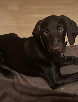 Argo - Deutsch Kurzhaar-Labrador-Mix - Bayreuth