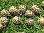 Nachzuchten 2024,der Griechischen Landschildkröte (Testudo hermanni boettgeri), abzugeben. - Löhne