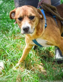 Donat braucht ein Zuhause - Velbert