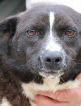 Batida sehr liebenswerte, kleine Hündin - Lohra