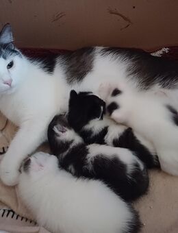 Hauskatze Kitten - Mittweida