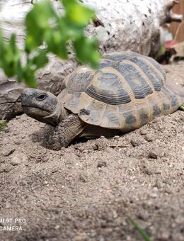 griechische Landschildkröte 2025 mit Cites Papieren - Weiden (Oberpfalz) Zentrum