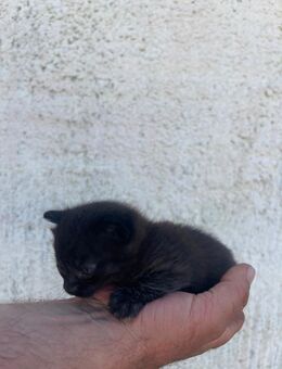 Schwarzes Katzenbaby - Hohenmölsen