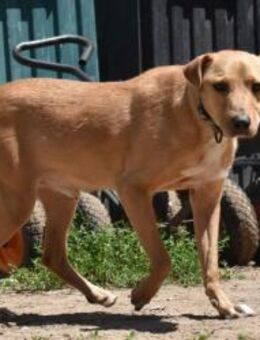 Betyar ist ein sehr gelehriger Schüler - Schnarup-Thumby