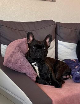 Deckrüde französische Bulldogge - Hamburg