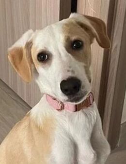 sanfte HONEY sucht ihre Herzensmenschen - Kallmünz