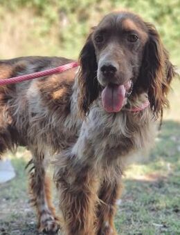 Rosco - Würzburg