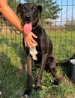 Joey wünscht sich eine Familie - Nordwalde