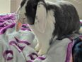 Kaninchen M&W in 45276