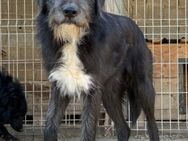 Mino 💗 Seelenhund sucht seine Familie - Hamburg