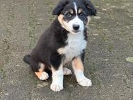 Australian Sheperd /Border Collie Welpen - Neulingen