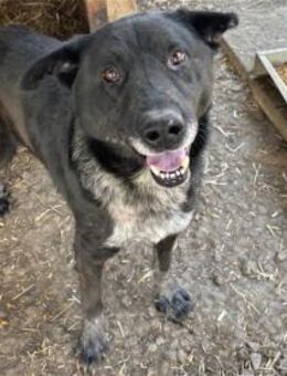 Macis - Pflegestelle oder Zuhause gesuch - Oberwies