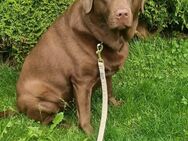 Labrador Hündin 2,5 Jahre abzugeben - Weitnau