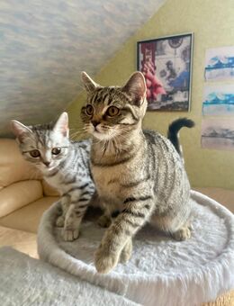 BKH Kitten: 2 Mädchen Katzen Katzenbaby sofort abholbereit - Siegburg