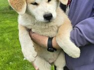 Reinrassige süße Akita Inu Welpen abzugeben !