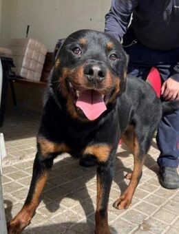 Rosco; muss das Leben nachholen - Geilenkirchen