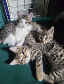 Babykatzen/Kitten - Kolbermoor