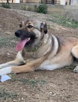 Adriana - liebt Aufmerksamkeit - Alfeld (Leine)