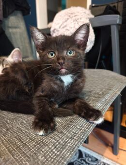 Katzenbaby / Kitten abzugeben - Unterhaching