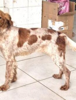 Hilde Mix Hündin ca. 4 Jahre alt in GR - Reutlingen