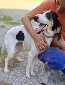 Lea - kuschelige Hundedame - Würzburg