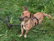 Fröhlicher kleiner Mix aus dem Tierschut - Herzogenrath