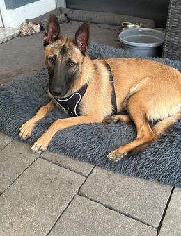 Malinoir weibchen - Menden (Sauerland)