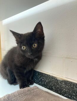 Mimi sucht tolles Zuhause mit Freigang - Waakirchen