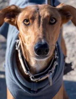 Kenzo - Bezaubernder Galgo - Bad Camberg