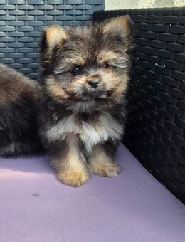 Pomeranian Yorkshire Welpen - Faßberg