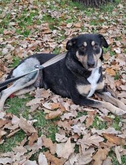 Jimmy - Weilmünster