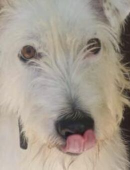 Buggels - jede Hilfe zählt! - Freudenstadt